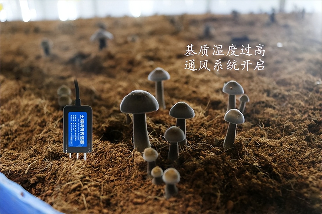 菌菇種植智能監(jiān)控系統(tǒng)，菌茹通風(fēng)系統(tǒng)