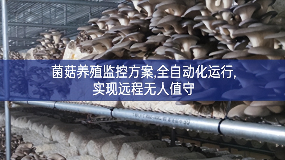 菌菇養(yǎng)殖監(jiān)控方案,全自動(dòng)化運(yùn)行,實(shí)現(xiàn)遠(yuǎn)程無(wú)人值守
