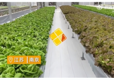 聚英智慧溫室控制系統(tǒng)，建設(shè)植物工廠，一年多茬