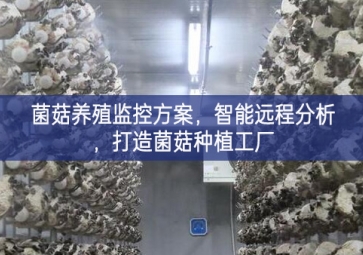 「智慧養(yǎng)殖」菌菇養(yǎng)殖監(jiān)控方案，智能遠(yuǎn)程分析，打造菌菇種植工廠
